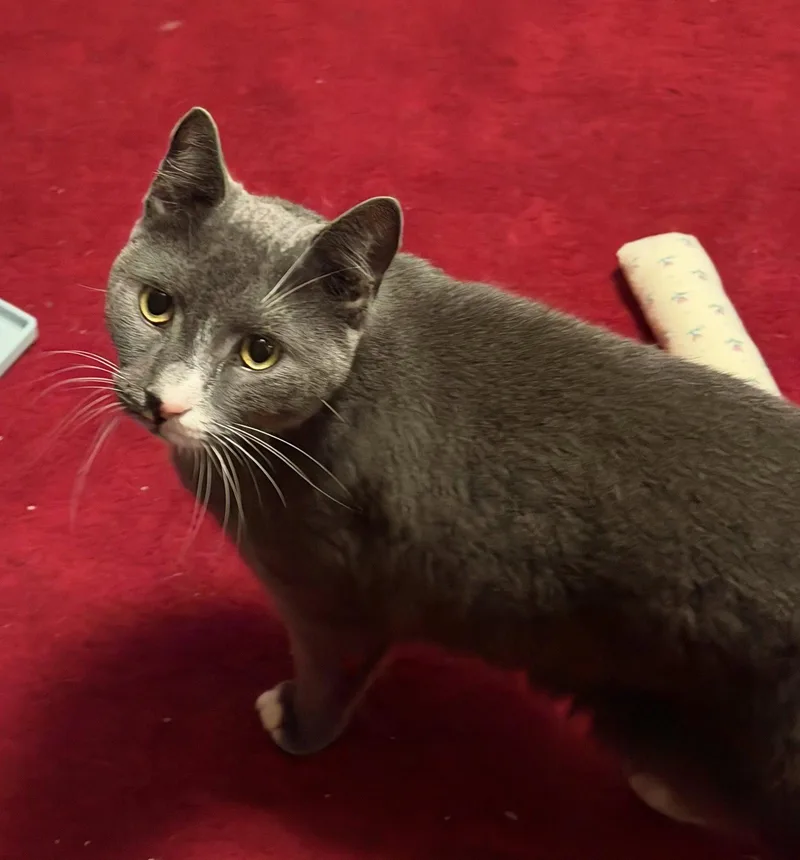 An adult medium-sized male Gray & White Domestic Short Hair cat named Willet for adoption in Trenton, NJ