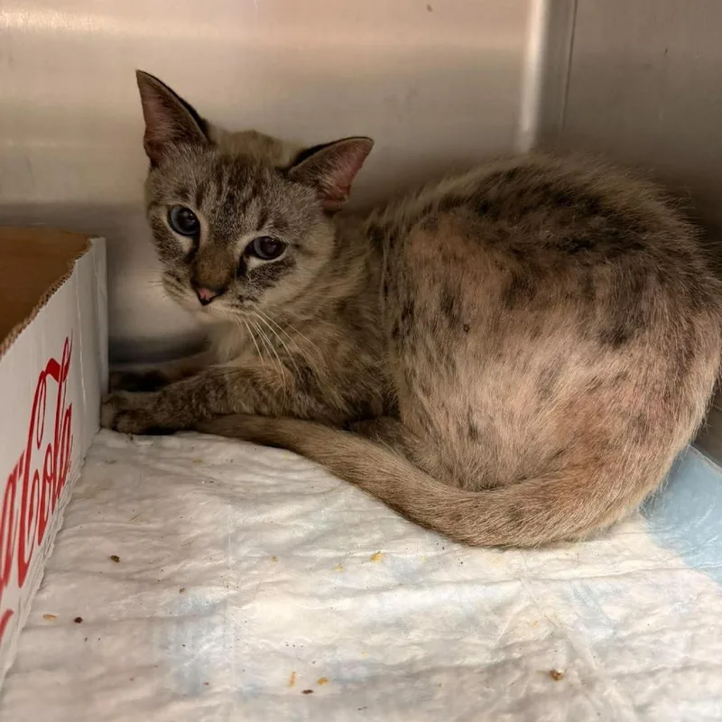 An adult medium-sized female Cream / Ivory Siamese cat named Chickie Nug for adoption in Shinnston, WV