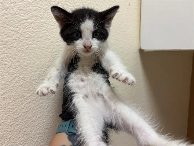 A baby small-sized male Domestic Short Hair cat named Dewey for adoption in Fairfield, CA