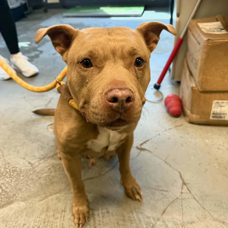 An adult medium-sized female Pit Bull Terrier dog named Bonnie for adoption in Martinsville, IN