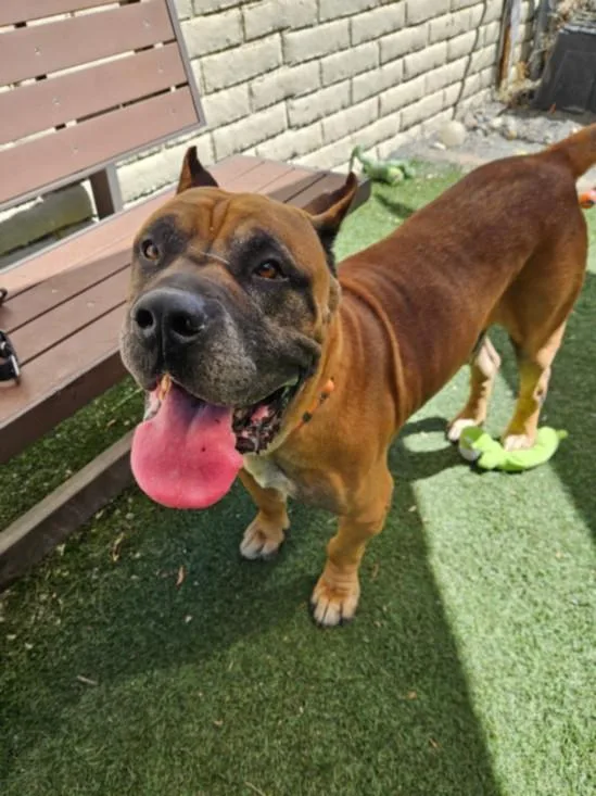 An adult extra large-sized male Mastiff dog named Simba for adoption in Hayward, CA