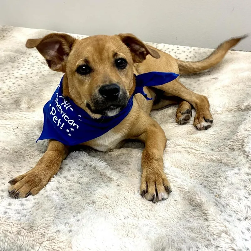 A baby medium-sized male Yellow / Tan / Blond / Fawn Labrador Retriever dog named Clifford for adoption in West Point, MS