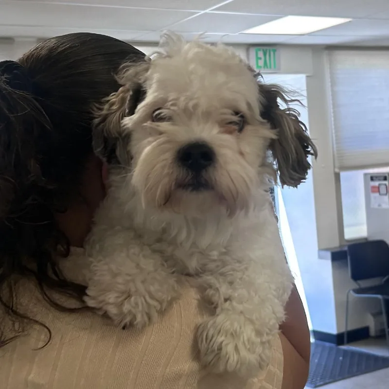 An adult small-sized male White / Cream Shih Tzu dog named Oreo Pie for adoption in Philadelphia, PA