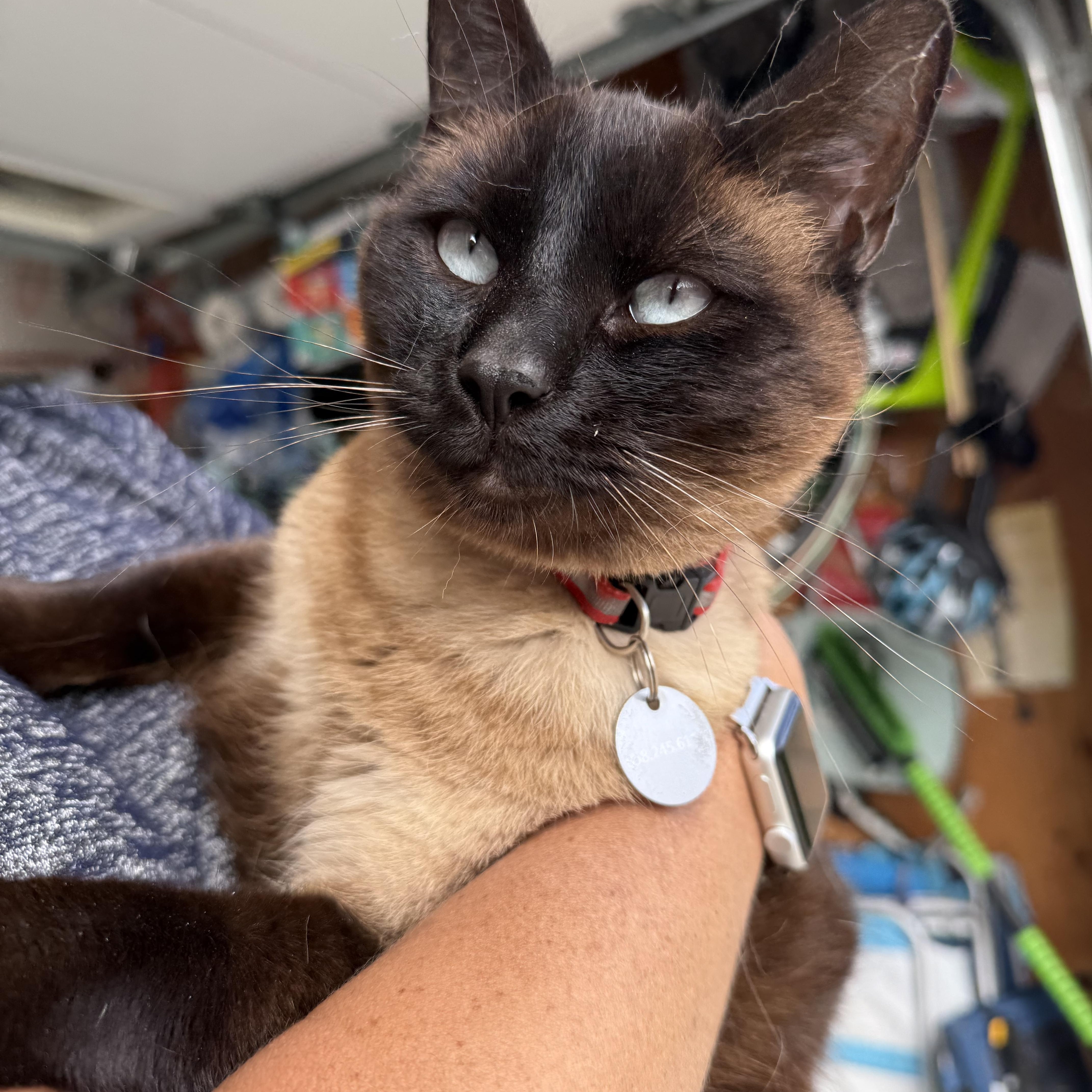 An adult medium-sized female Chocolate Point Siamese cat named Winnie for adoption in Oceanside, CA