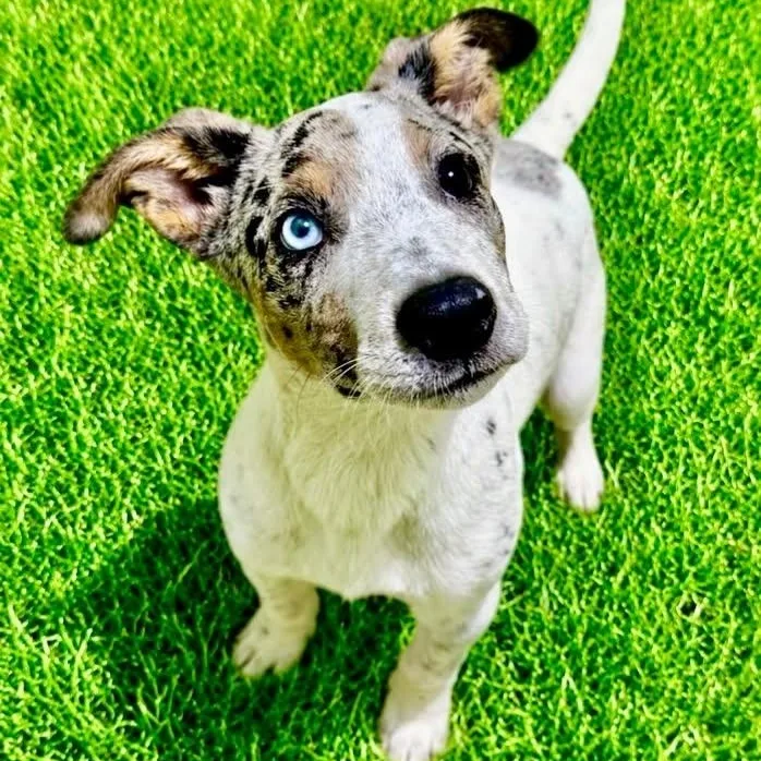 A baby medium-sized male Tricolor (Brown, Black, & White) Terrier dog named Crash for adoption in Battle Creek, MI