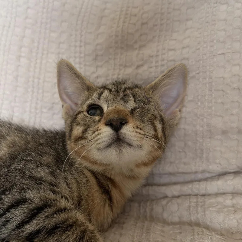 A baby small-sized male Brown / Chocolate Domestic Medium Hair cat named Terminator for adoption in Newberg, OR