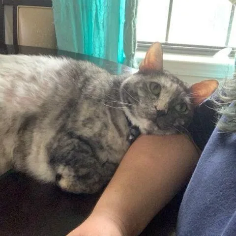 A senior large-sized female Dilute Tortoiseshell cat named Kaia for adoption in Long Beach, MS