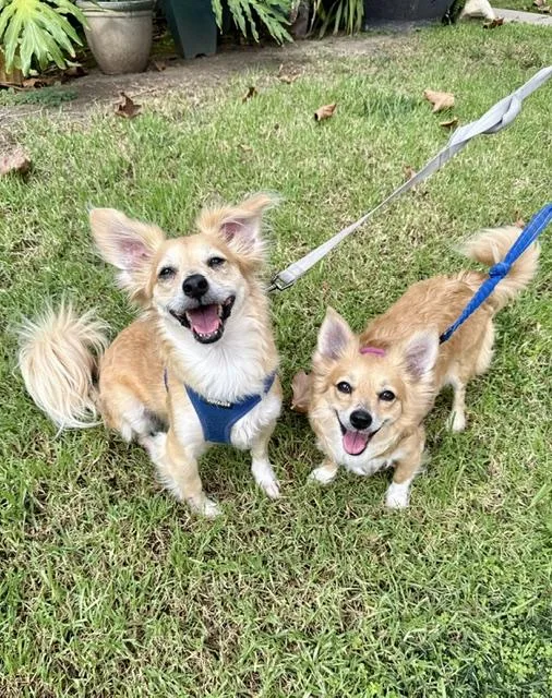 An adult small-sized male Chihuahua dog named Nova for adoption in Los Angeles, CA