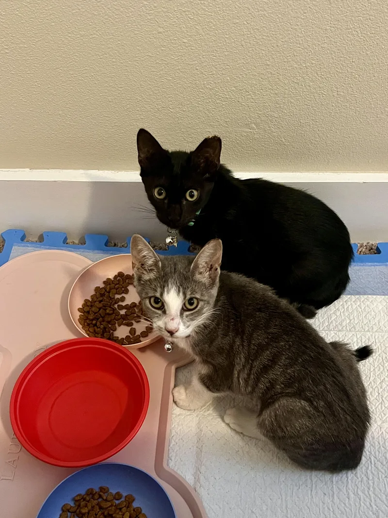 A baby small-sized female American Shorthair cat named Peaches weeks for adoption in Round Rock, TX