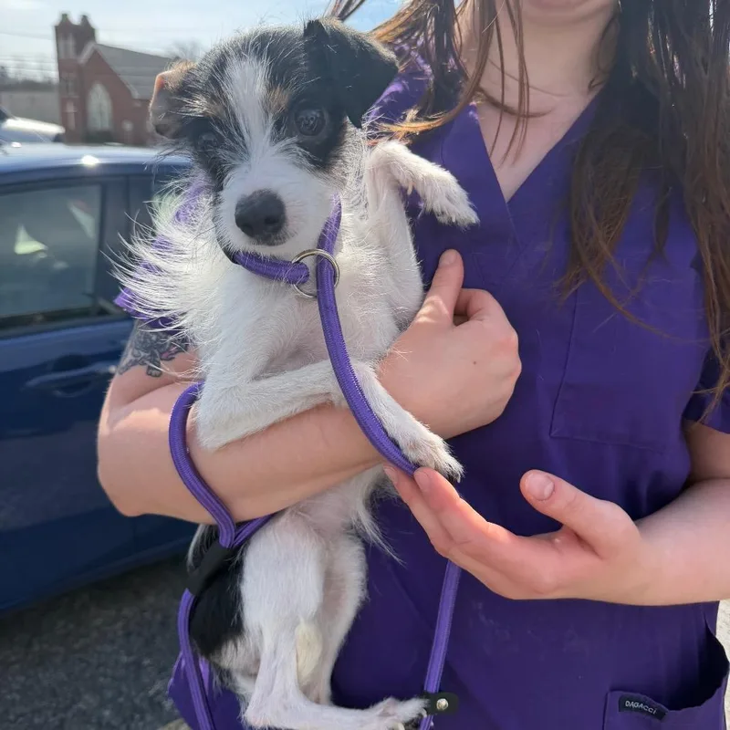 A young small-sized female White / Cream Chihuahua dog named Sassy for adoption in Northbrook, IL