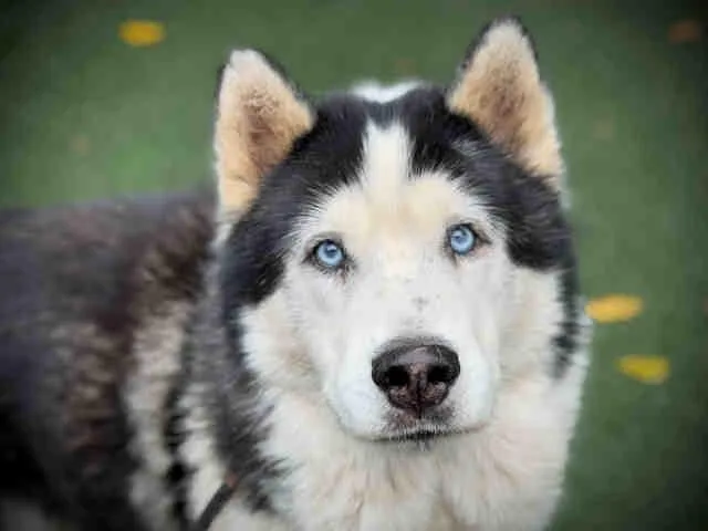 An adult medium-sized male Siberian Husky dog named Koa for adoption in Bonita, CA