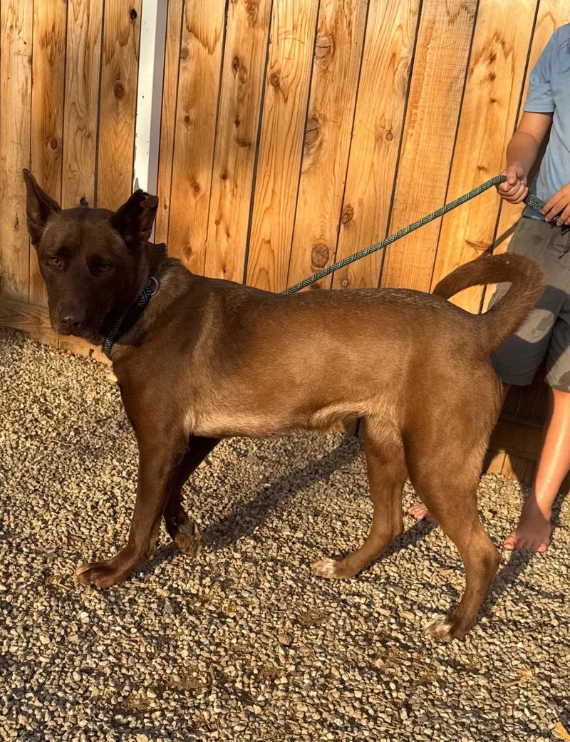 A young medium-sized female Chocolate Labrador Retriever dog named Velvet for adoption in Woodland Hills, CA