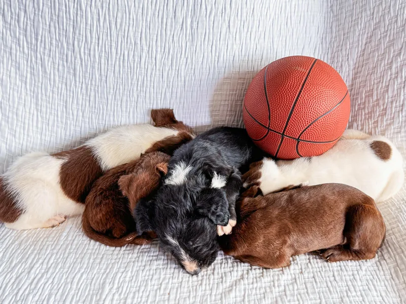 Villanova thumbnail 2