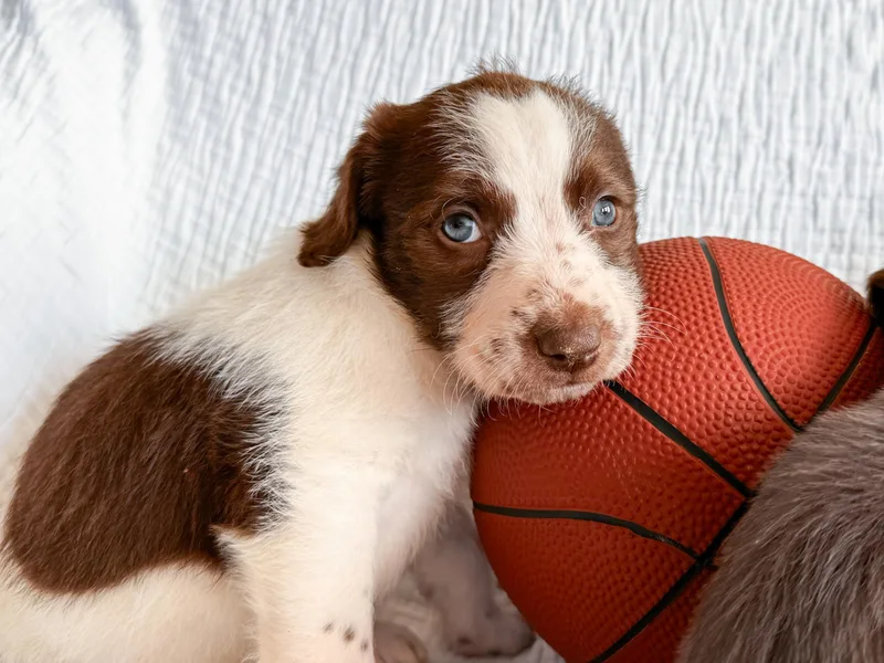 Villanova thumbnail 3