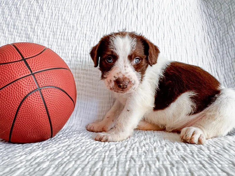 Villanova thumbnail 4