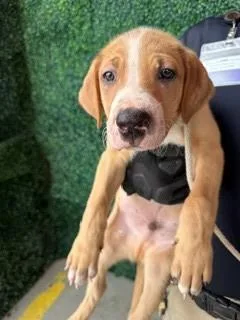 A baby small-sized male Brown / Chocolate Labrador Retriever dog named 61383075 for adoption in El Paso, TX