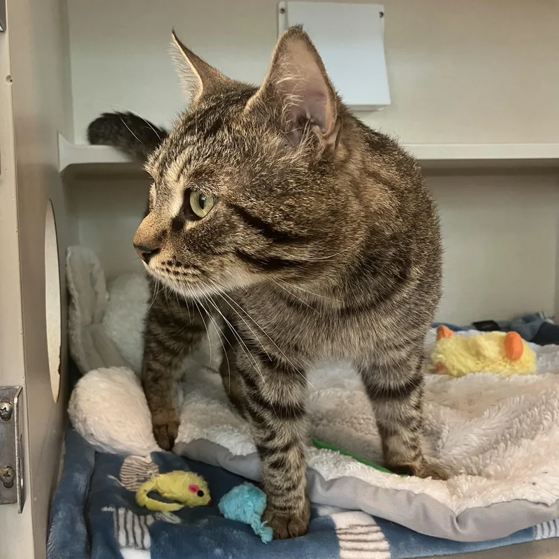 A young large-sized male Domestic Short Hair cat named Benito Burrito for adoption in Eatontown, NJ