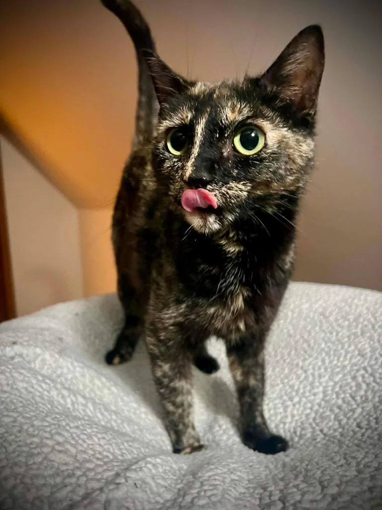 A young medium-sized female Domestic Short Hair cat named Aries Amethyst for adoption in Detroit, MI