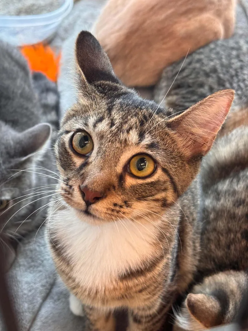 A baby small-sized male Tabby (Brown / Chocolate) Tabby cat named Dave for adoption in Wilmington, NC