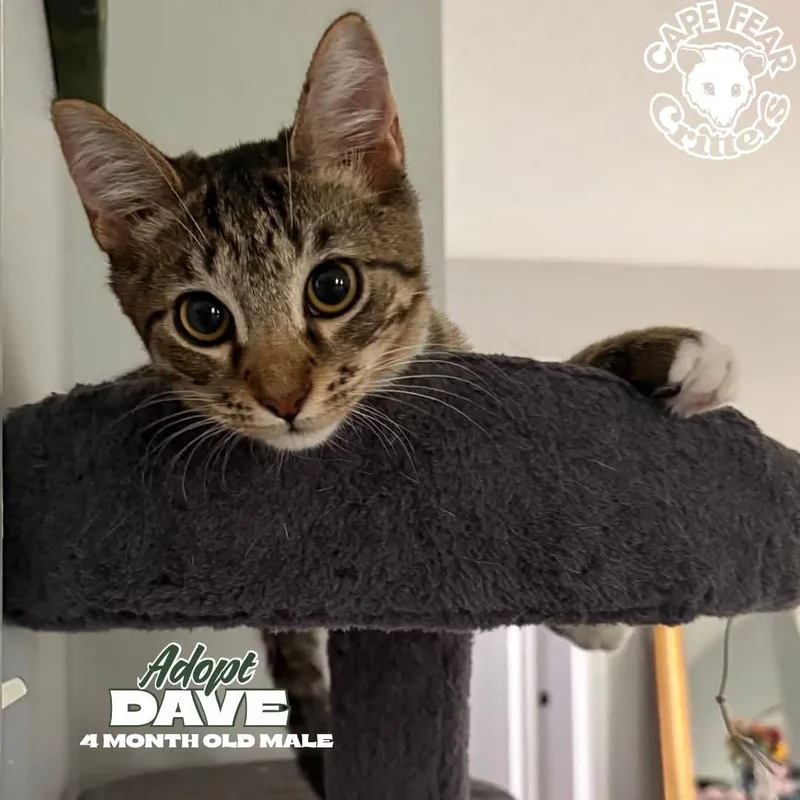 Dave thumbnail 2