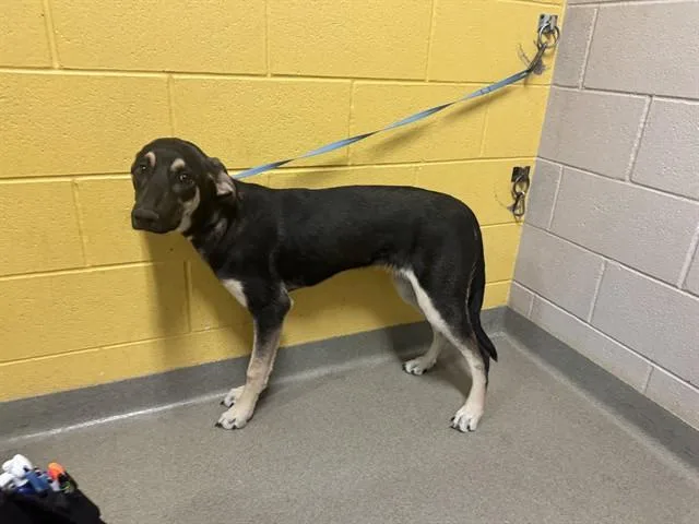 A young small-sized female Labrador Retriever dog named Bella for adoption in Colorado Springs, CO
