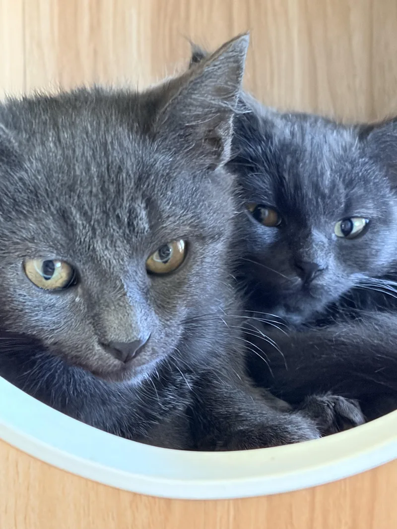 A baby small-sized female Gray / Blue / Silver Domestic Short Hair cat named Sky for adoption in Des Moines , WA