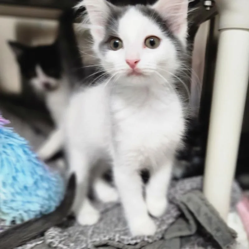 A baby small-sized male White Domestic Medium Hair cat named Andy Beast for adoption in Grand Rapids, MI