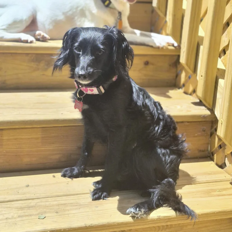 An adult small-sized female Black Dachshund (Miniature Long Haired) dog named Luna Rae for adoption in Southport, CT