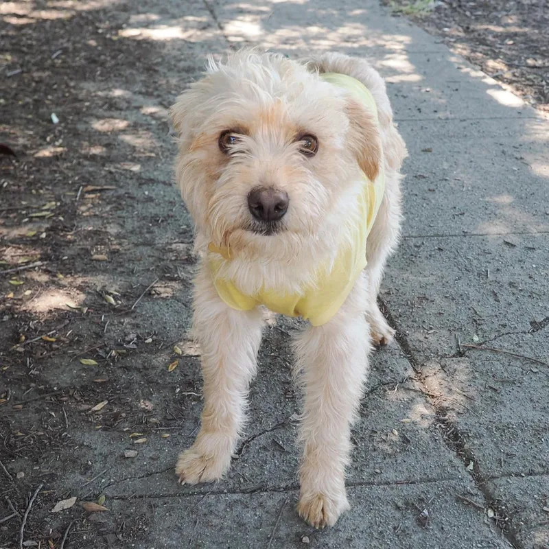 An adult medium-sized male Golden Terrier dog named Maurice for adoption in Point Richmond, CA