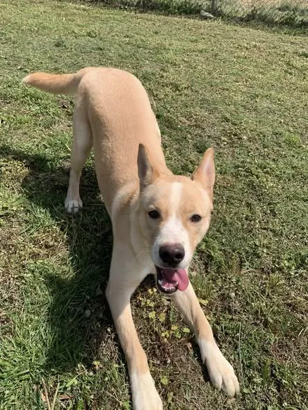 A young large-sized male Shepherd dog named Jasper for adoption in Fairfield, IL