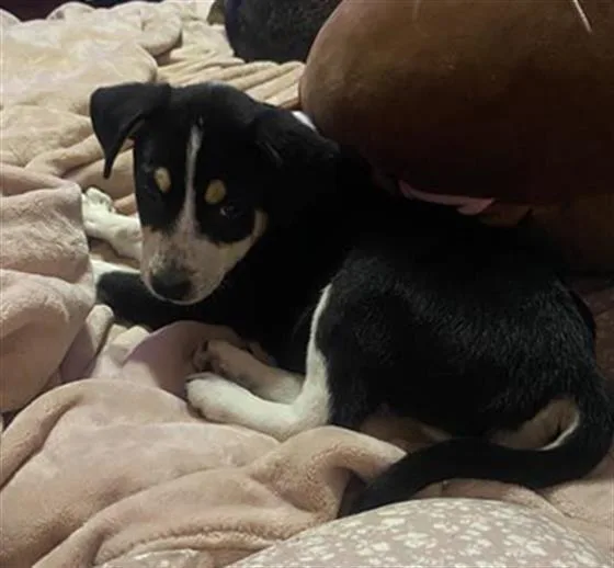 A baby small-sized female Husky dog named Daisy for adoption in San Antonio, TX