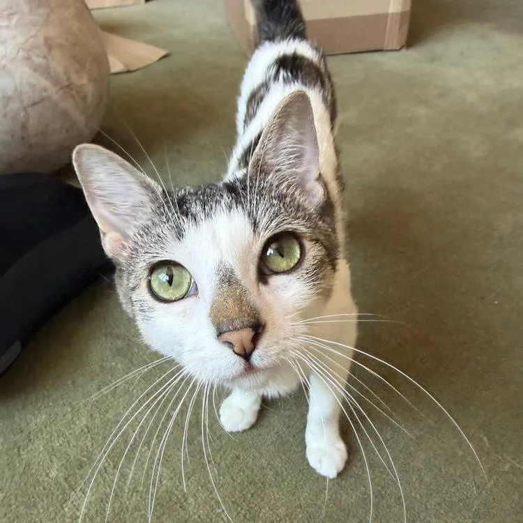 A young small-sized female White Domestic Short Hair cat named Sol for adoption in Long Island City, NY