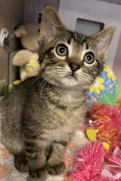 A young small-sized male Domestic Short Hair cat named Argon for adoption in Beatrice, NE