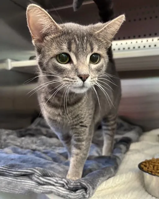 A young small-sized female Domestic Short Hair cat named Veronica for adoption in Kalamazoo, MI