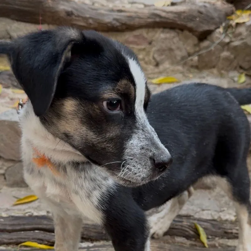 A baby medium-sized male Harlequin Australian Cattle Dog / Blue Heeler dog named Pecorino for adoption in Austin, TX