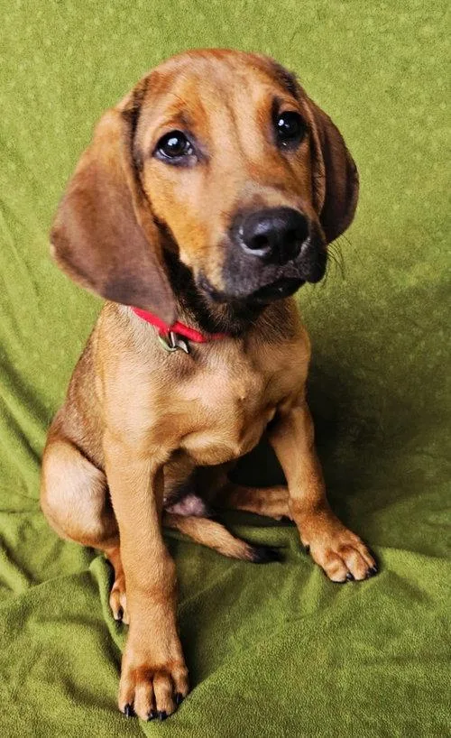 Puppy Gunner