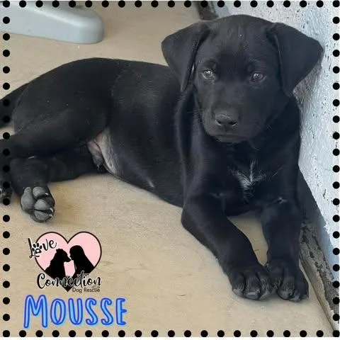 A baby medium-sized male Black Black Labrador Retriever dog named Mousse for adoption in Gilbert, AZ
