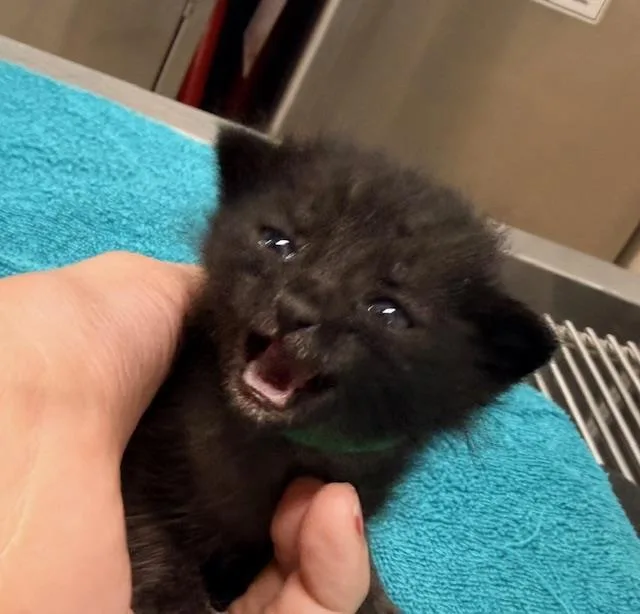 A baby small-sized female Domestic Short Hair cat named Pickles for adoption in Santa Maria, CA