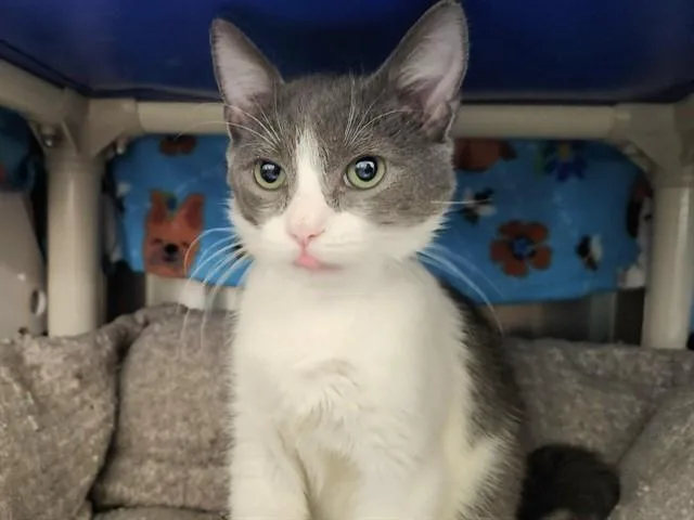 A baby small-sized male Domestic Short Hair cat named Henry for adoption in Phoenix, AZ