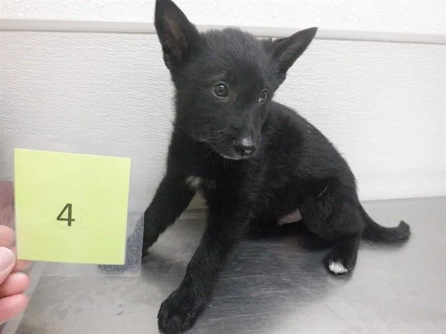 A baby small-sized male Belgian Shepherd / Malinois dog named Jace for adoption in Oroville, CA