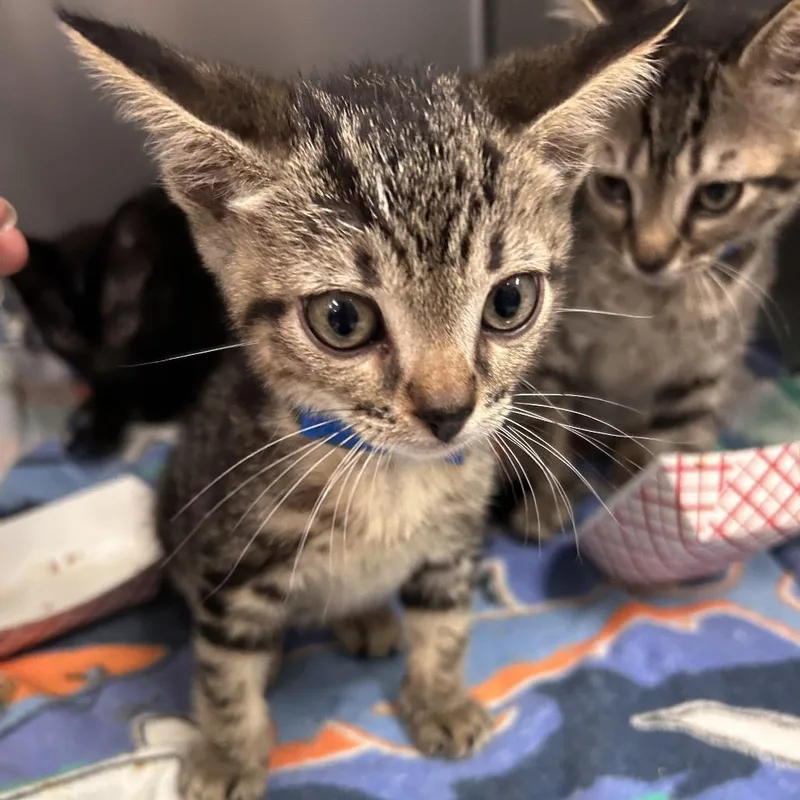 A baby small-sized male Brown / Chocolate Domestic Short Hair cat named Beetle for adoption in Lakeland, FL