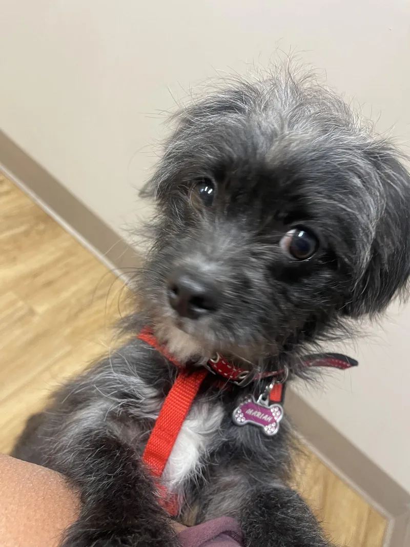 A young small-sized female Shih Tzu dog named Mariah for adoption in Blackwood, NJ