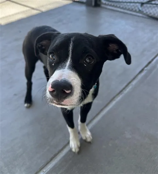 A young small-sized male Labrador Retriever dog named Ralphi Rosario for adoption in Denver, CO
