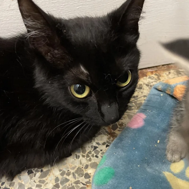 A young medium-sized female Black Domestic Short Hair cat named Toaster for adoption in Brownsboro, AL