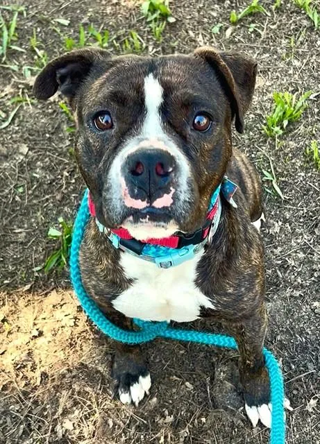 An adult medium-sized female Pit Bull Terrier dog named Netty Flanders for adoption in Sacramento, CA