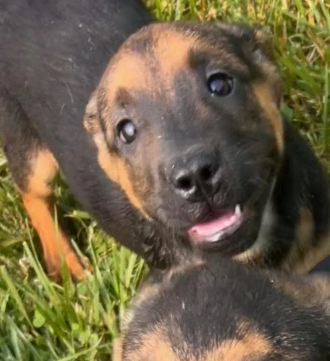 Ma Dawgs : Max thumbnail 2