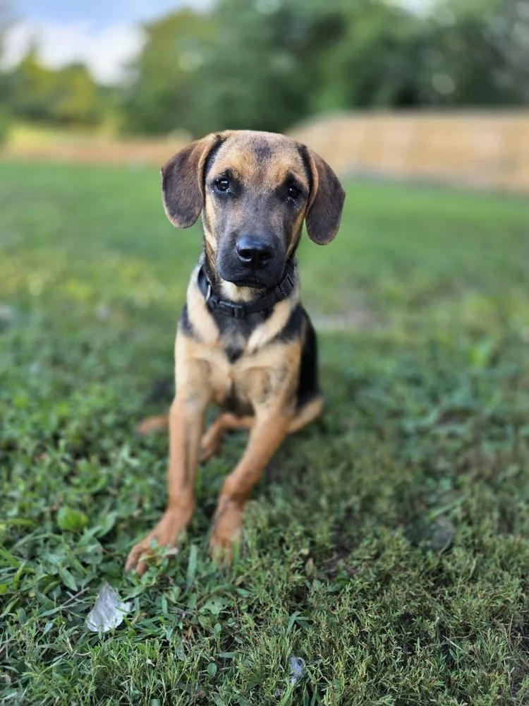 Ma Dawgs : Max thumbnail 3