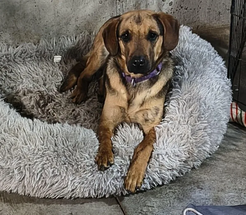 Ma Dawgs : Max thumbnail 4