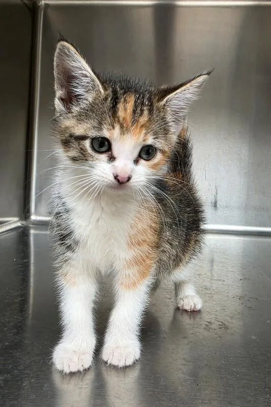 A young medium-sized female Calico Domestic Short Hair cat named Trixie for adoption in Bluffton, IN