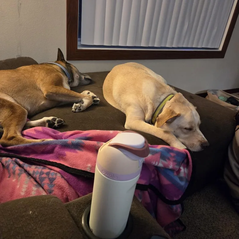 An adult large-sized male Yellow Labrador Retriever dog named Scout for adoption in Fargo, ND